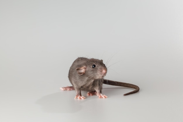 Rat à fourrure noire Rodent isolé sur un fond gris Portrait d'animal à couper et à écrire