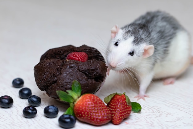 Un rat gris décoratif mignon et drôle renifle et veut manger un délicieux petit gâteau ou muffin cuit au four.