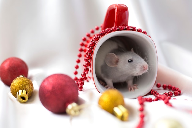 Un rat gris est assis dans une tasse rouge parmi les décorations du Nouvel An.