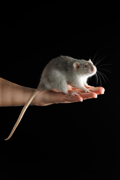 Photo un rat gris est assis sur la paume de votre main le rongeur a été attrapé souris isolée sur un fond noir lieu pour l'inscription et le titre