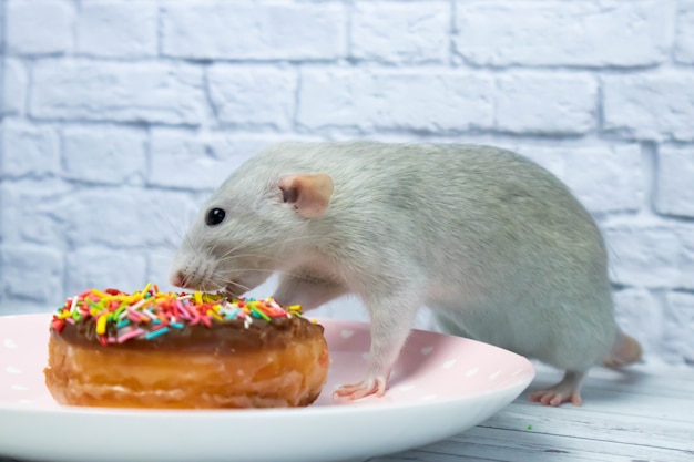 Rat gris mangeant de la pâte à beignet sucrée. Pas au régime.anniversaire.