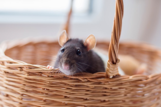 Le rat gris par lequel une mère regarde sort d&#39;un panier déchiqueté.