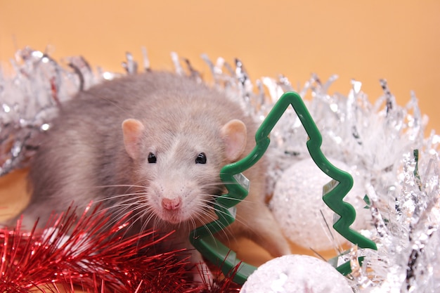 Rat gris parmi les jouets de Noël