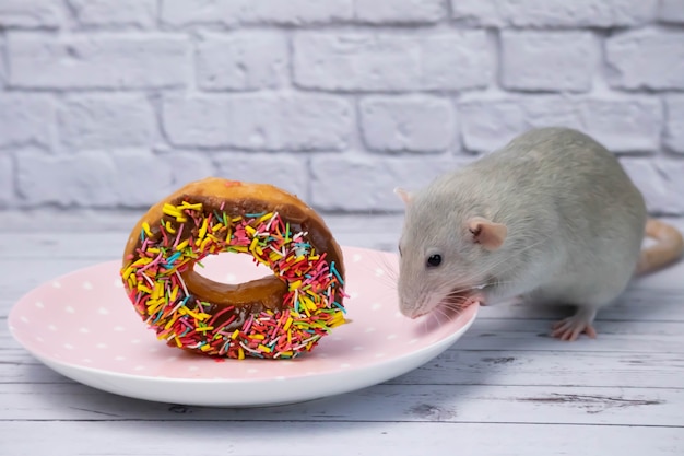 Le rat gris renifle et mange un beignet sucré et coloré. Pas au régime. Date d'anniversaire