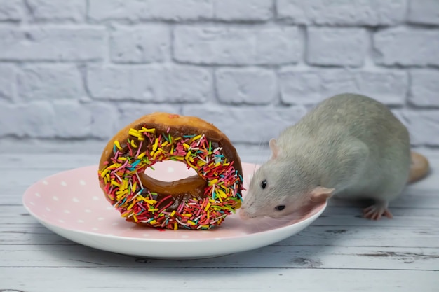 Photo le rat gris renifle et mange un beignet sucré et coloré. pas au régime. date d'anniversaire