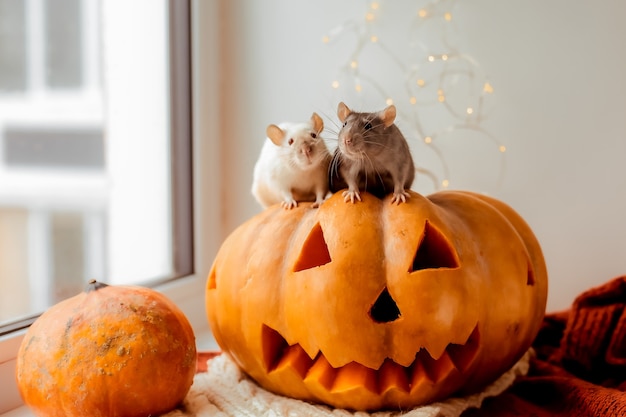 Rat d'Halloween et citrouille Deux rats et citrouille pour Halloween Rat décoratif Couleurs d'automne