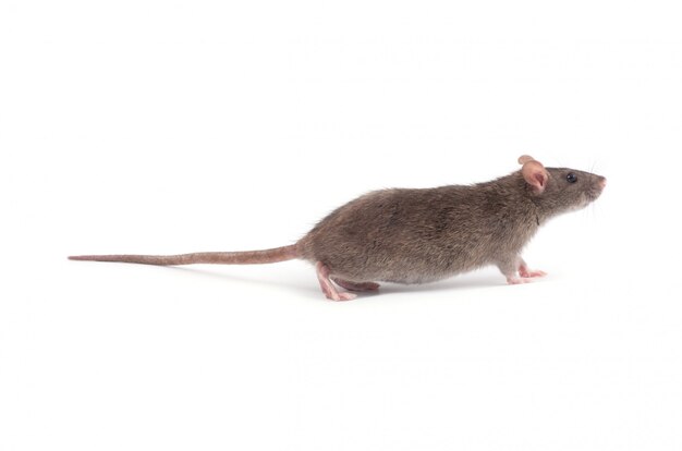 Rat isolé sur blanc