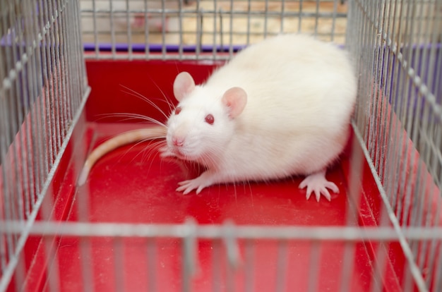 Rat de laboratoire blanc effrayé dans une cage