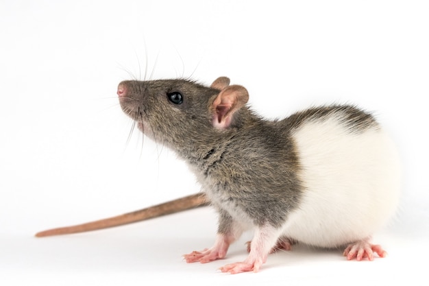 Rat à main décoratif sur fond blanc