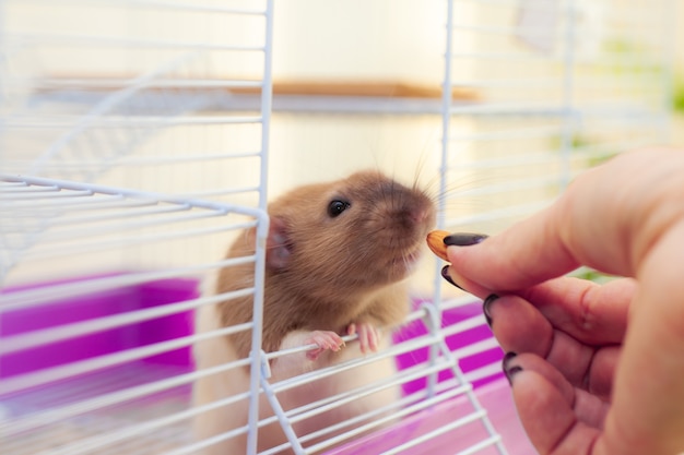 Rat à la maison à la recherche de noix d'amande de sa cellule