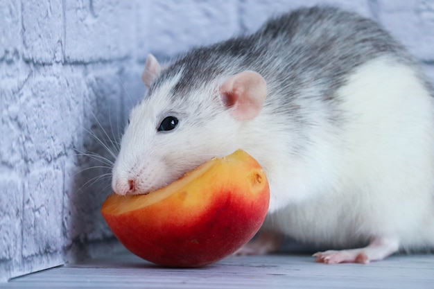 le rat mange une pêche sucrée et délicieuse juteuse