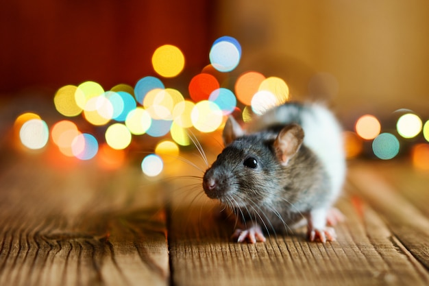 Rat mignon sur fond en bois beau bokeh