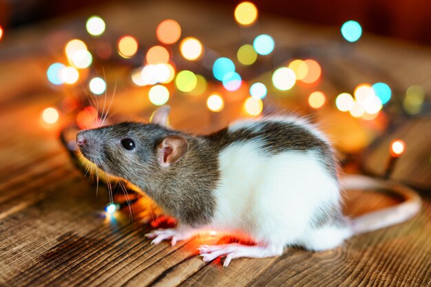 Rat mignon sur fond en bois beau bokeh