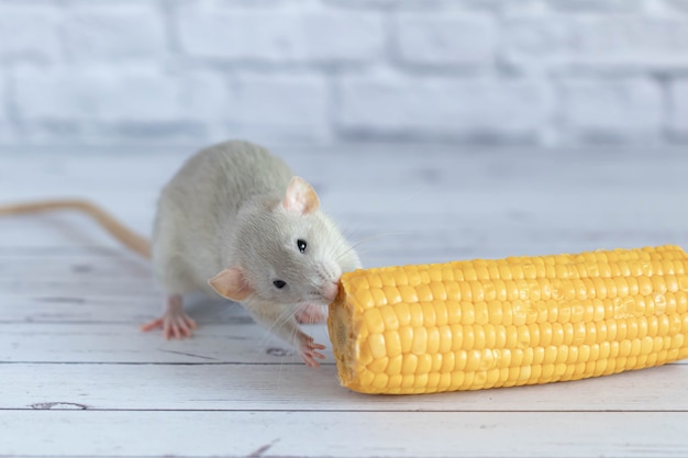 Rat mignon gris décoratif mangeant du maïs mûr jaune en épi. Rat se bouchent. Nourriture délicieuse et saine.