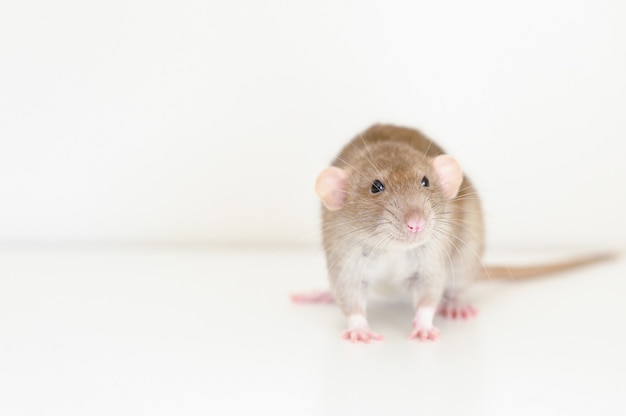 Rat moelleux pour animaux de compagnie mignon avec fourrure beige marron sur fond blanc