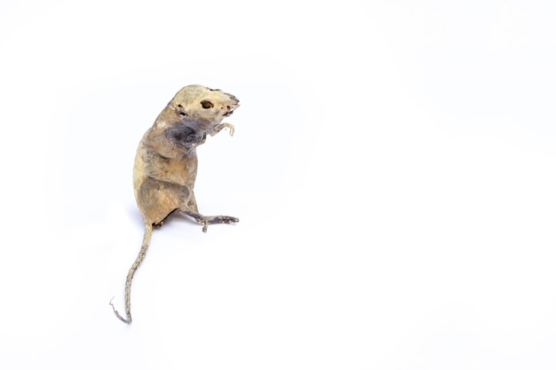 un rat momifié par la nature sur un fond blanc