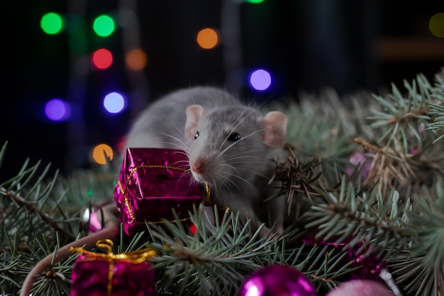 Rat de Noël Symbole de la nouvelle année. Année du rat. Nouvel An chinois. Jouets de Noël, bokeh