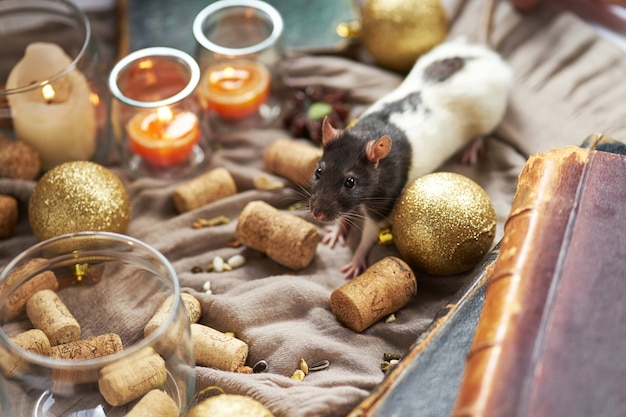 Rat noir et blanc décoratif parmi les jouets de Noël et les bougies. Symbole du nouvel an 2020.