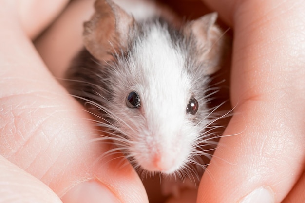 Rat noir et blanc sur les mains humaines