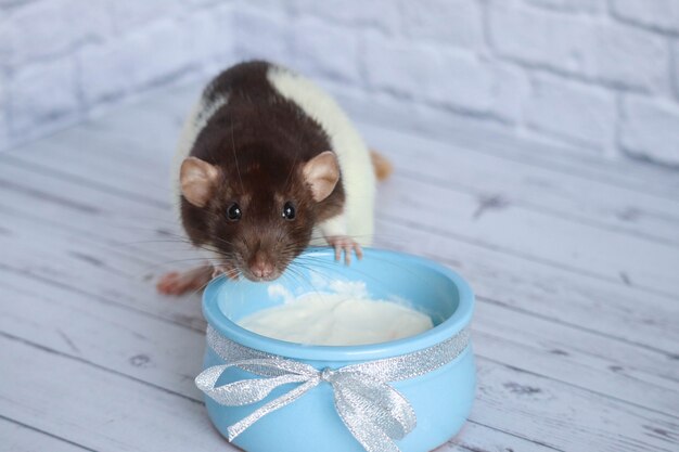 Un rat noir et blanc mange de la crème sure d'un pot d'argile bleue