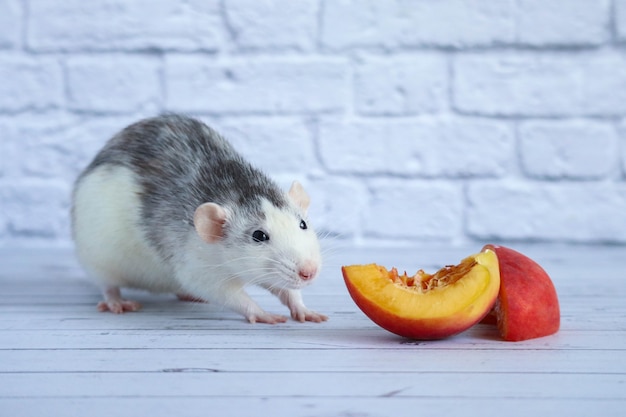 Le rat noir et blanc mange une pêche sucrée et savoureuse juteuse. Fermer