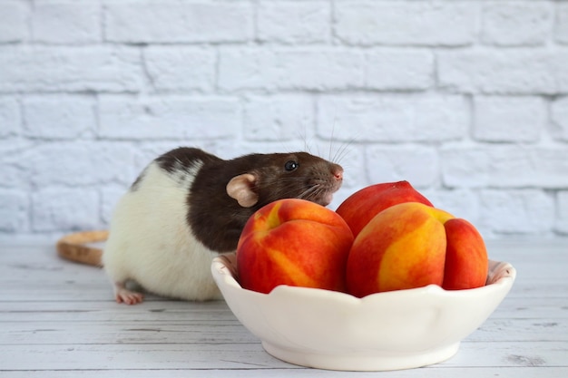 Le rat noir et blanc mange une pêche sucrée et savoureuse juteuse.