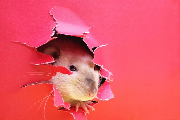 Rat regardant à travers un trou dans le papier