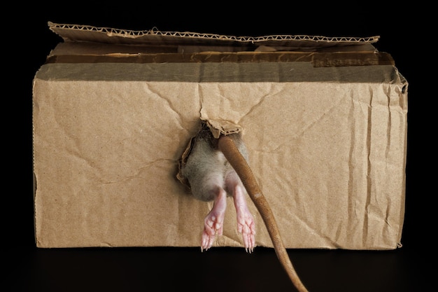 Photo le rat se cache dans un trou une souris grimpe dans une boîte en carton vue arrière pest isolé sur un fond noir pour les lettres