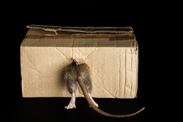 Photo le rat se cache dans un trou une souris grimpe dans une boîte en carton vue arrière pest isolé sur un fond noir pour les lettres