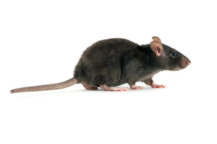 Photo rat