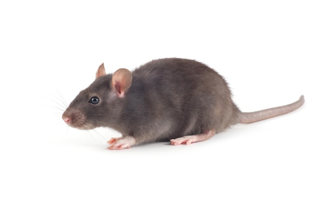 rat