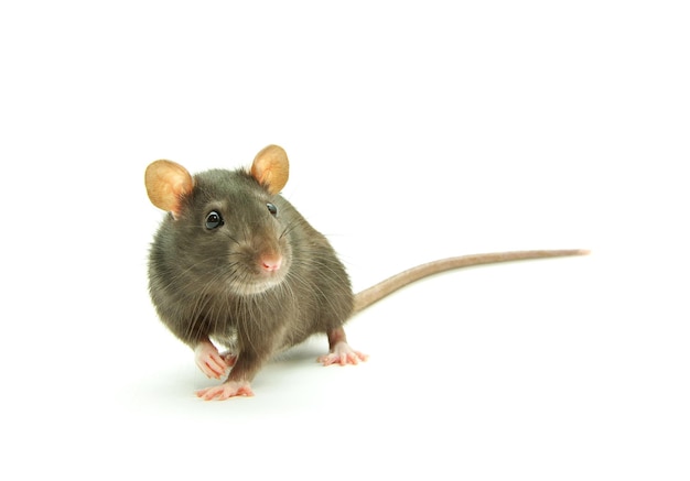 rat