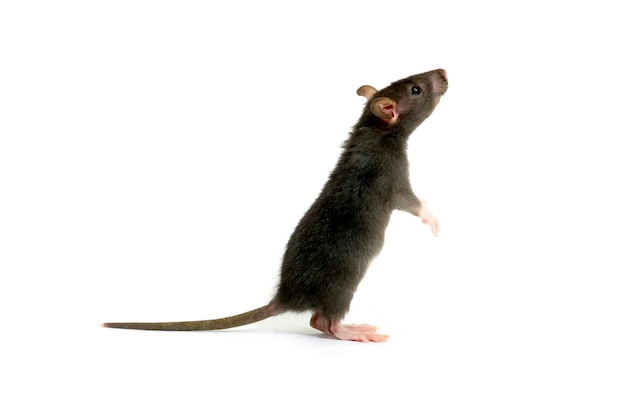 rat