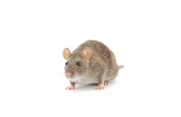 rat