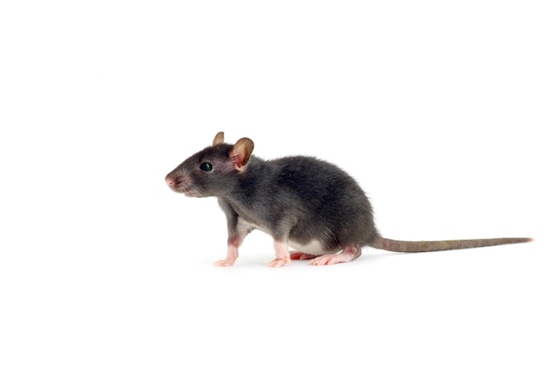 rat