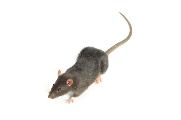 rat