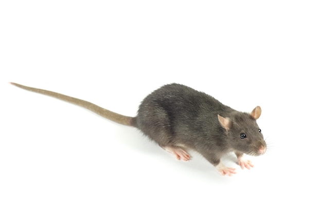 rat