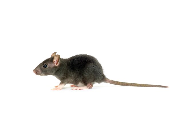 rat