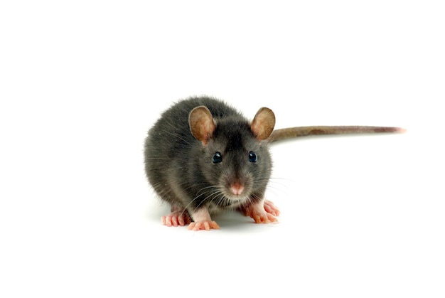 rat