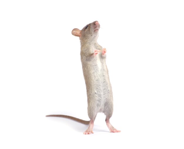 rat