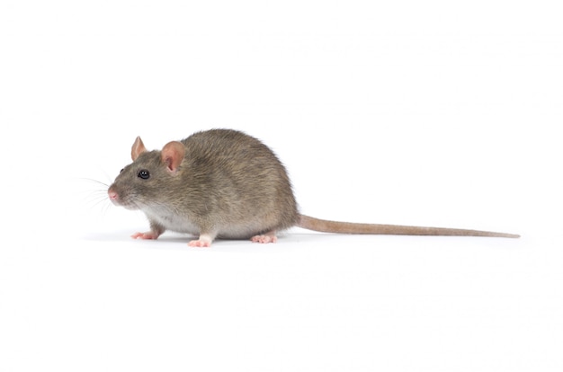 Rat