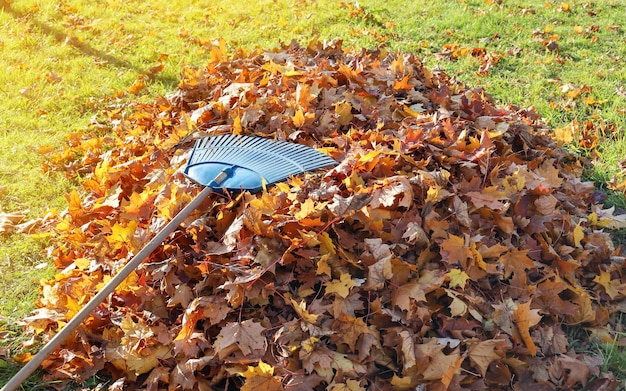 Râteau à feuilles de jardin sur la surface des feuilles d'érable tombées le jour ensoleillé d'automne