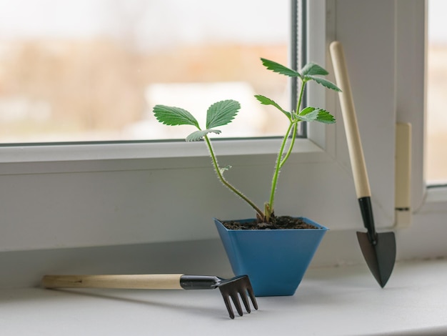 Un râteau une pelle et une plante en pot sur le rebord de la fenêtre Plantation de jeunes plants dans un sol fertile