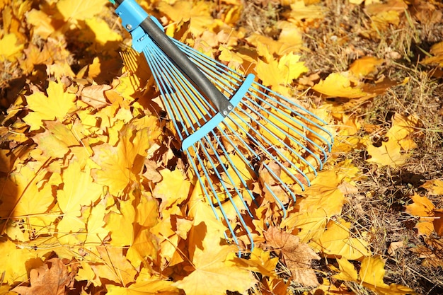 Ratisser les feuilles d'automne avec un râteau