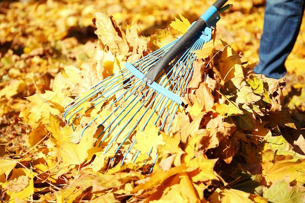 Ratisser les feuilles d'automne avec un râteau