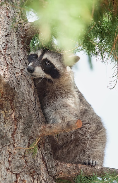 Raton laveur assis sur une branche d'épinette