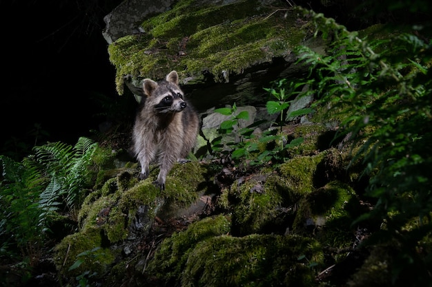 Raton laveur dans un bel habitat naturel