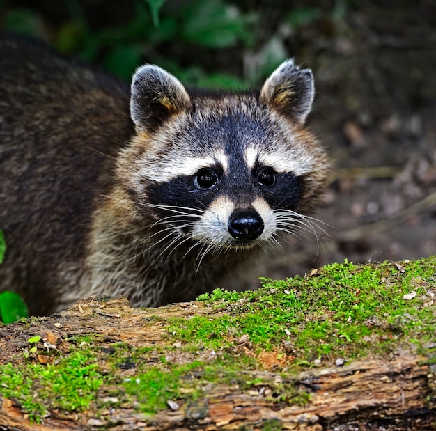 Raton laveur dans la forêt en milieu naturel