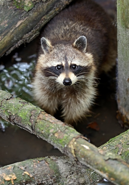 Raton laveur dans la forêt en milieu naturel