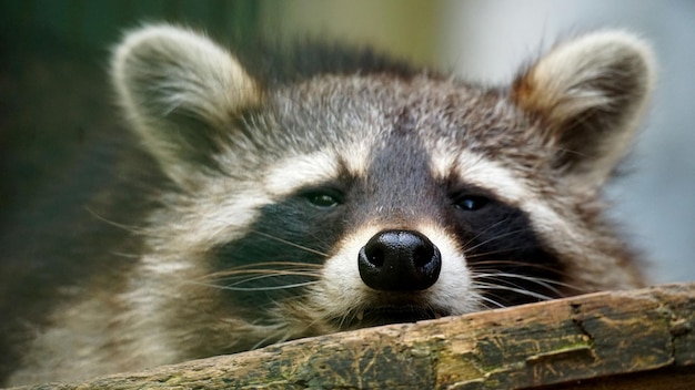 un raton laveur avec un nez noir et des moustaches